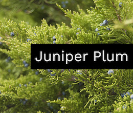 Juniper plum