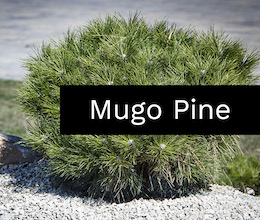 Mugo Pine