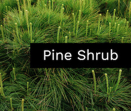 Pine Shrub