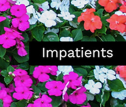 Impatients