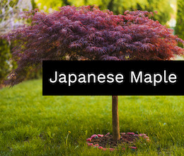 Japanese Maple