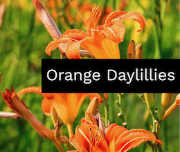 Orange Daylillies