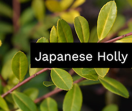 Japanese Holly