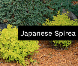 Japanese Spirea