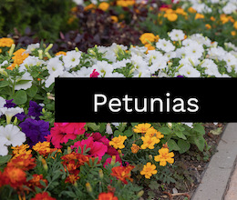 Petunias